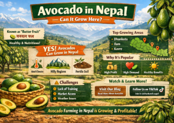 Avocado in Nepal: Health Benefits & Market Opportunities