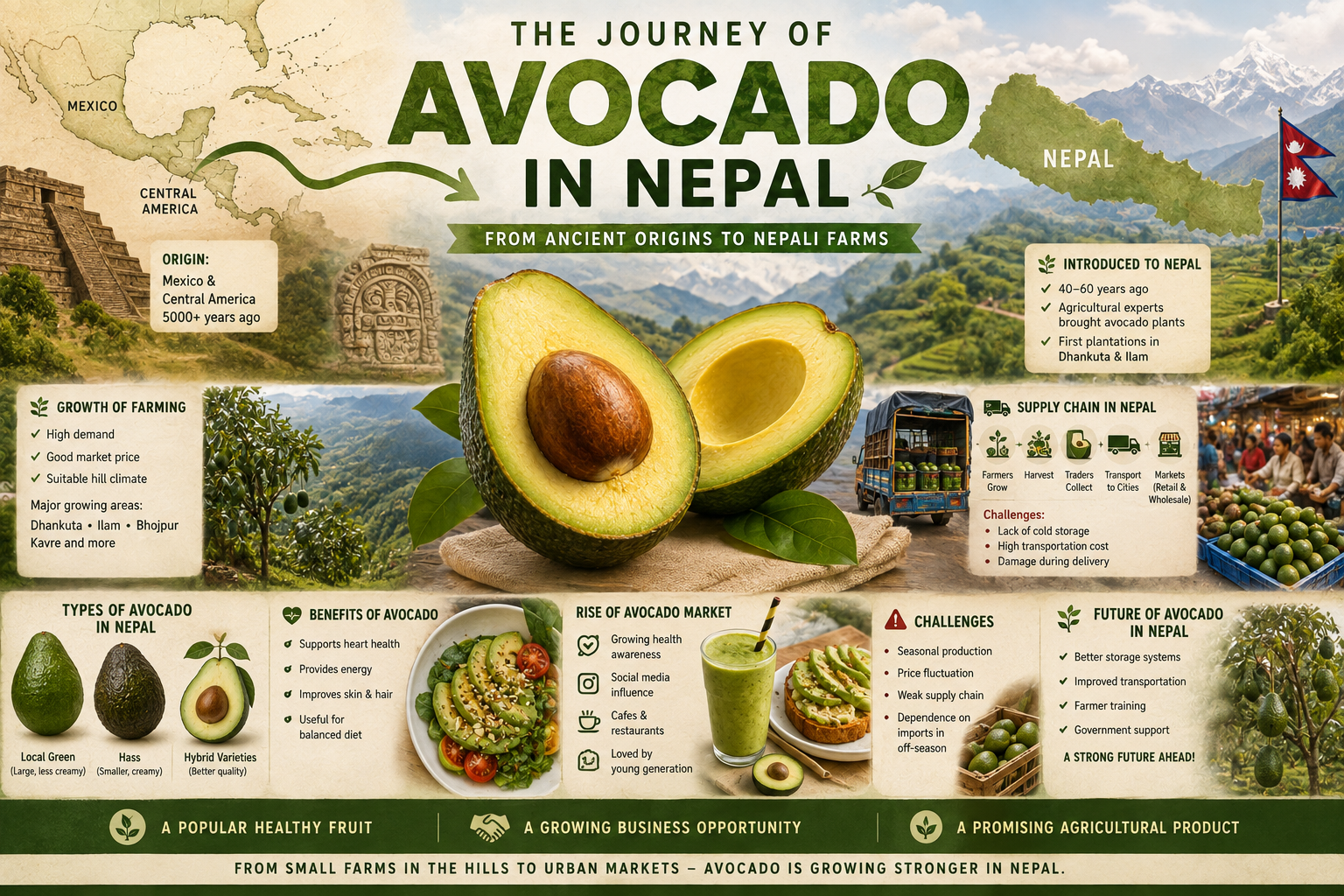 Journey Of Avocado in Nepal