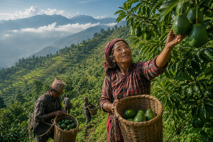 avocado farming 
